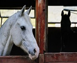 [޶] ػ罺 EHV-1 ̷ Ȯꡦ    յ ߴ